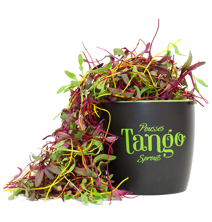 pousse tango pousses vegetales commestibles