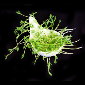 Pousse Tango Lentille Verte
