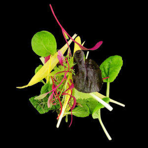 Pousse Tango Mesclun en folie