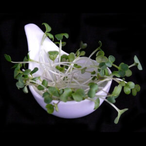 Pousse Tango Radis Vert