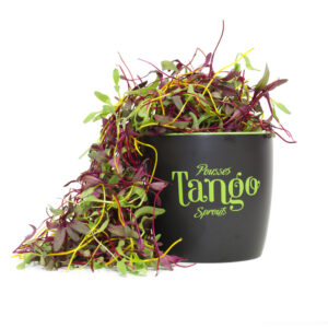 ango-pousses-vegetales-commestibles-bettrave-fuzion