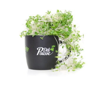 pousses-tango-pousses-vegetales-commestibles-brocoli