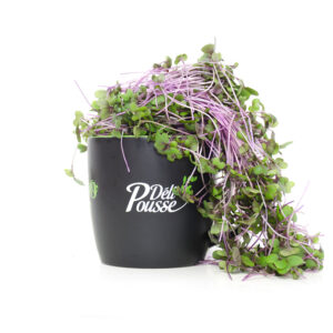 pousses-tango-pousses-vegetales-commestibles-chou-rave