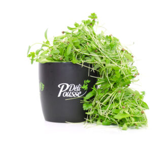 pousses-tango-pousses-vegetales-commestibles-coriande