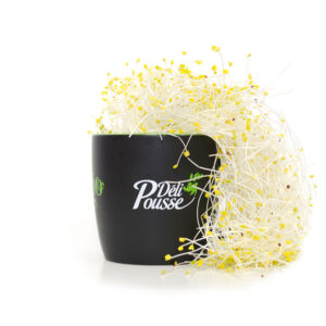 pousses-tango-pousses-vegetales-commestibles-navet