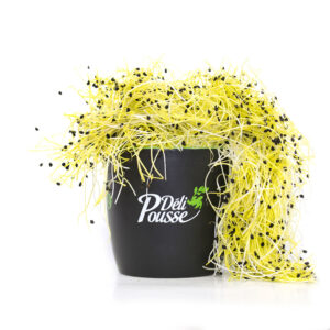 pousses-tango-pousses-vegetales-commestibles-oignon