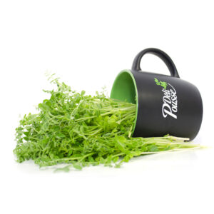 pousses-tango-pousses-vegetales-commestibles-pois-chiches