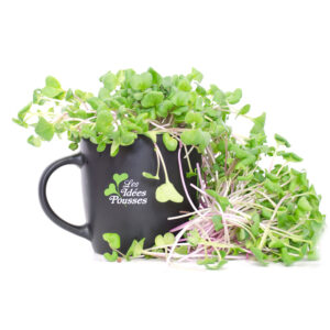 pousses-tango-pousses-vegetales-commestibles-radis-rose