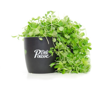 pousses-tango-pousses-vegetales-commestibles-roquette