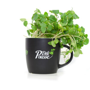 pousses-tango-pousses-vegetales-commestibles-sarasin