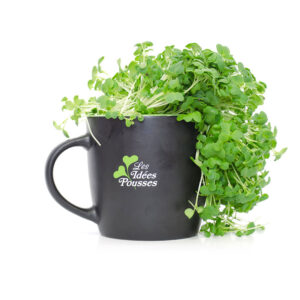 pousses-tango-pousses-vegetales-commestibles-tatsoi