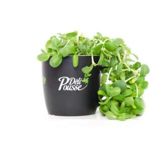 pousses-tango-pousses-vegetales-commestibles-tournesol