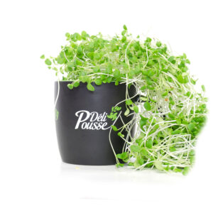 pousses-tango-pousses-vegetales-commestibles-trefle